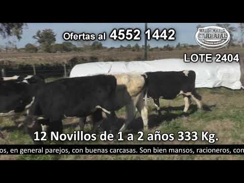 Lote 12 Novillos 1 a 2 años 11 HO y 1 HO c/  NO 333kg -  en Don Brun. Santa Catalina - Ruta 2 km 198