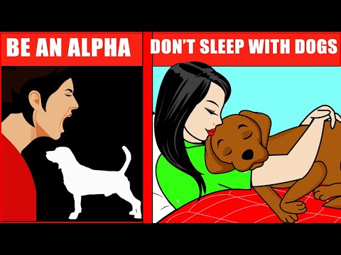 16 Dog Myths You Should Stop Believing - YouTube