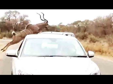 Kudu Jumps Over A Car To Escape From A Lion - 16 September 2013 - Latest Sightings