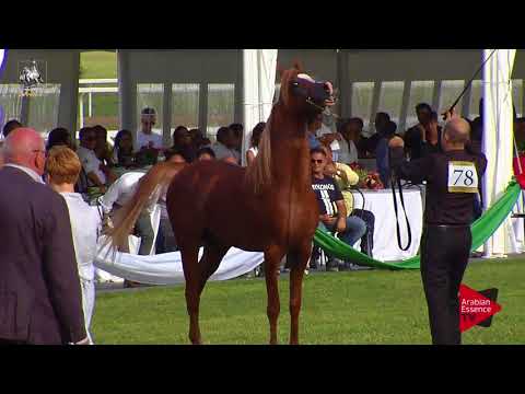 N.78 ALEPH FAJAL - 2017 Italian Nationals - 4-6 Years Old Stallions (Class 10)