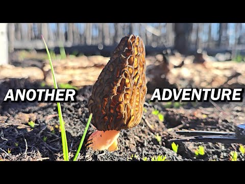 Another Morel Harvesting Adventure Begins!