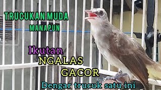 Download lagu SUARA Panggilan trucukan muda NGALAS ini cepat untuk Pancingan trucukan agar bunyi Emosi mp3
