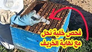 فحص خلية نحل مع اواخر الخريف الامور رائعة بعد علاج الفاروا بتاريخ 2025/11/12