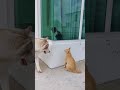 Ginger Cat Want A Attention From Tuxedo Cat While Husky Dog Stalking Him Shorts