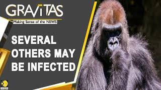 Gravitas: 2 gorillas test positive for the Wuhan virus at the San Diego Zoo