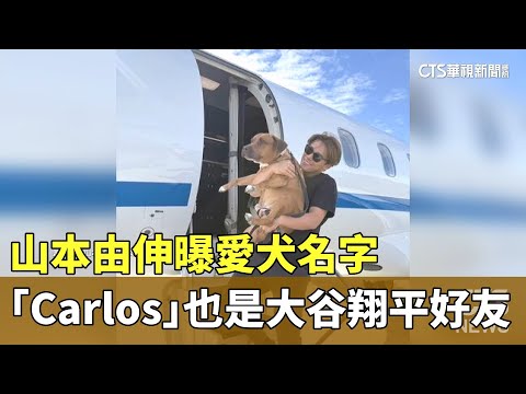 山本由伸曝愛犬名字　「Carlos」也是大谷翔平好友