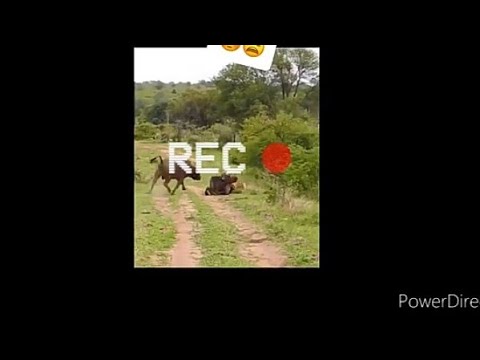 Old video Tik Tok tera baap trending