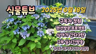 2025년 6월 18일 구독자 꼬미야님댁 실시간으로  예쁜식물들 보면서  랜선으로  수다즐겨봐요. #양재꽃시…