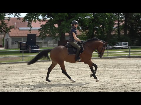 Zircon Blue v. Zirocco Blue - Corrado I, Holsteiner, Hengst * 2019