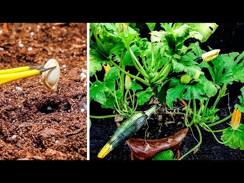 Growing Zucchini Squash Time Lapse - Seed To Fruit (Blooming Issue)