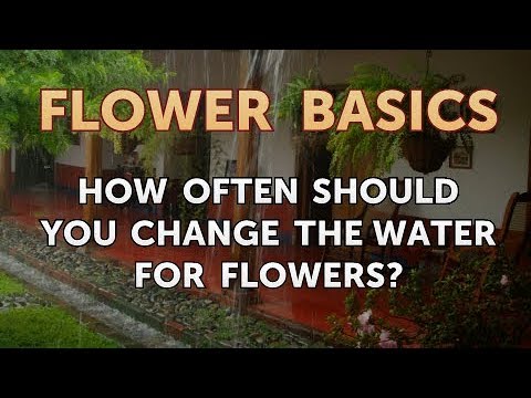download lagu mp3 mp4 How Often Should You Change Your Flowers Water, download lagu How Often Should You Change Your Flowers Water gratis, unduh video klip How Often Should You Change Your Flowers Water