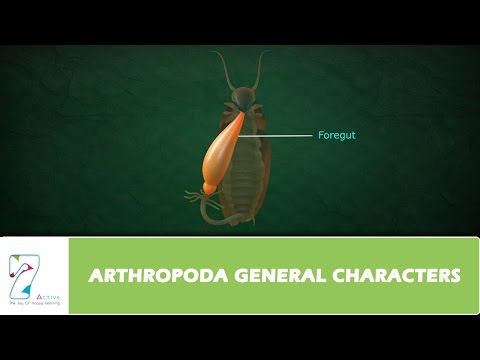 ARTHROPODA GENERAL CHARACTERS