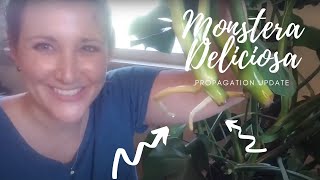 Monstera Deliciosa Propagation Update