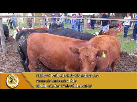 17-04-18 Venta de Hacienda al Kilo - Pedro y Raúl Alonso Ganados S.A. - Tandil