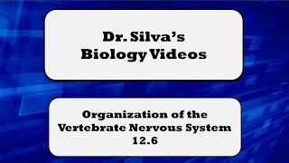 Organization of the Vertebrate Nervous System – 12.6 – Biol 189