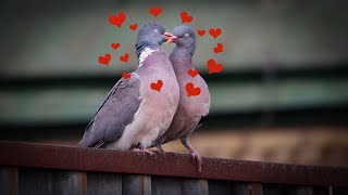 wood pigeons kissing on the fence