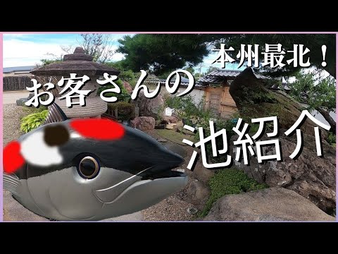 鯉の池 – 日本庭園の生きた宝石  庭園