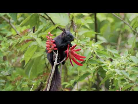 Danza delle farfalle...🦋❤️❤️❤️