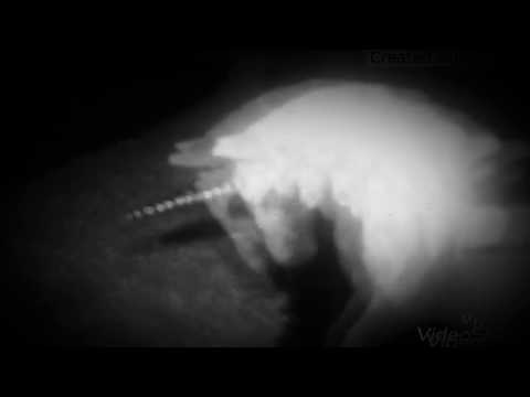 Schleich Film 》Trailer《 ~Bad feelings~