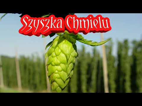 Wszystko oznacza dla listy potencji Że powinniśmy mieć na zwiększenie potencji