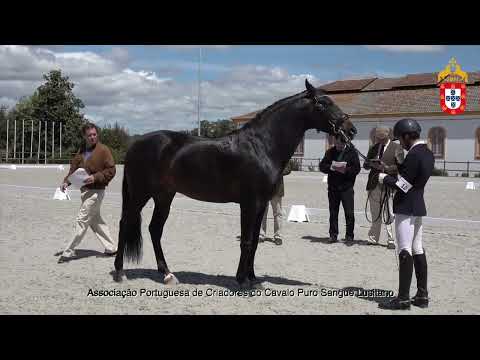 220424 12 Lidador D Arneiros - Aprovação de Garanhões
