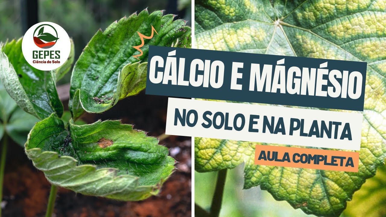 Dinâmica do cálcio e do magnésio no sistema solo-planta