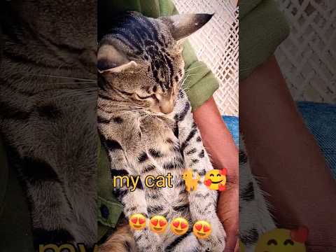 my cat 🐈🥰 #shorts #shortvideo #youtubeshorts #riyal #viral #ajit