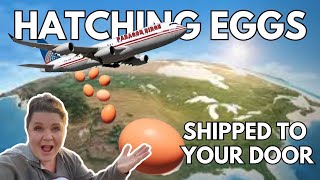How To Package & Ship Chicken Hatching Eggs Across The Country! Find Best Methods!