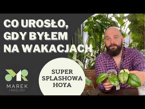 Co urosło, gdy byłem na wakacjach oraz super splashowa hoya