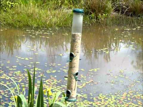 Rook on Feeder at Heligan