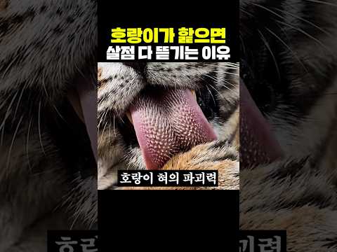 호랑이가 햝으면 살점 다 뜯기는 이유