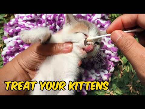 Treating an Eye Boogers in a Kitten and Little Kittens Meowing and Talking | Most Cute Cat Video