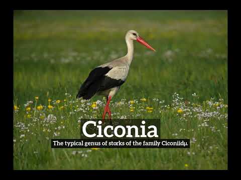 How Does Ciconia Look? | What is Ciconia? | How to Say Ciconia in English?
