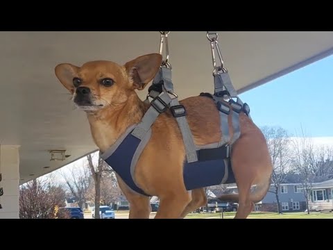 DSHINE Dog Grooming Hammock, Dog Harness for Nail Trimming, Pet Grooming Hammock for Dogs