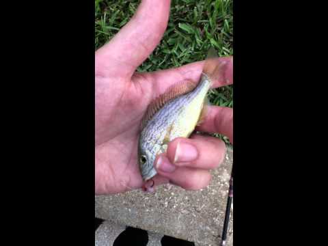 Pigfish grunting