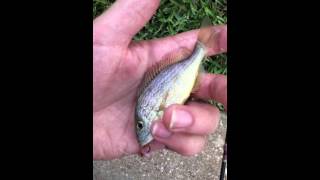 Pigfish grunting