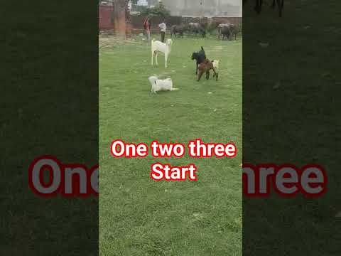 ❤️❤️❤️❤️❤️#Pets