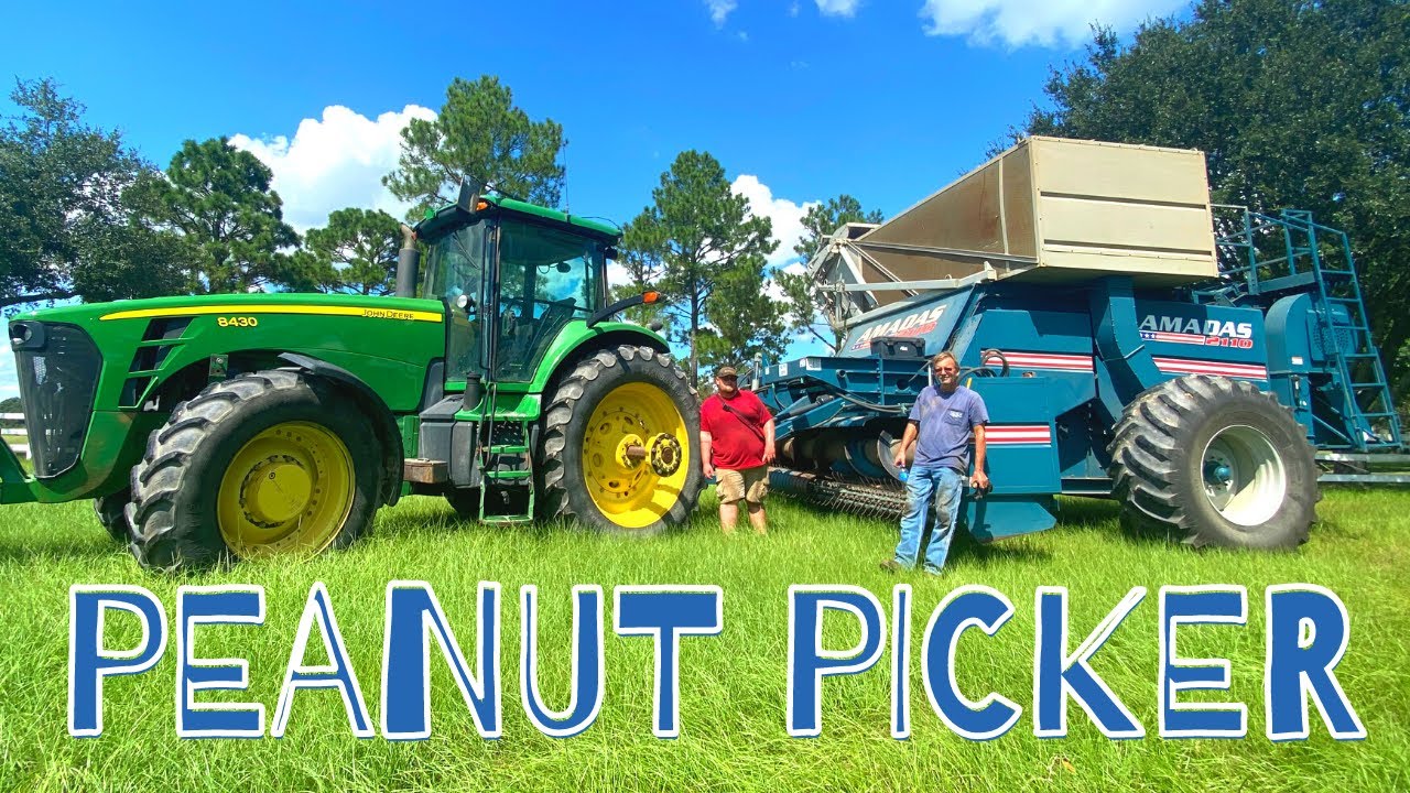 Almost Peanut Picking Time