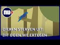 Zo willen wetenschappers voorkomen dat meer diersoorten uitsterven | NU.nl