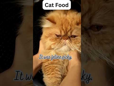 Meow-velously Funny Cat Jokes That Will Make You Purr With Laughte 26