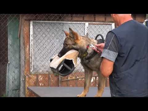 Chira Zde-Sko - obrana 9 měsíců