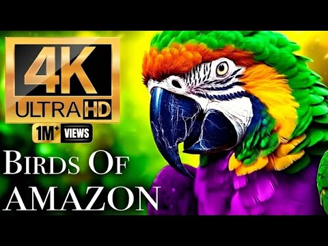 Birds of Amazon 4K - Birds That Call The Amazon Jungle Home | Amazon Rainforest| Inside Sea Creature