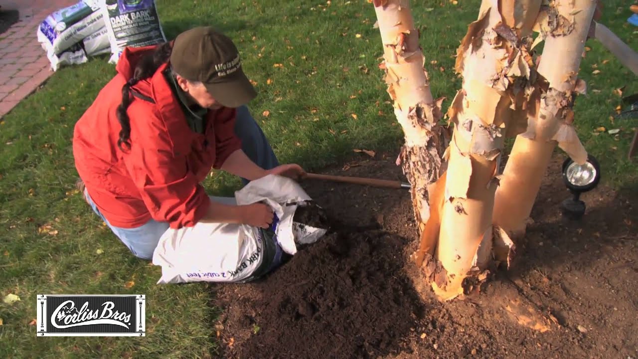 River Birch Rescue thumbnail