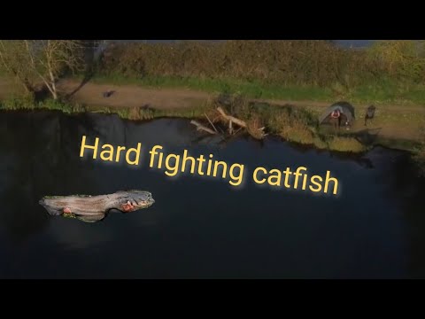 ***Hard fighting catfish***