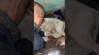 curando a mi perro de ascitis o derrame abdominal