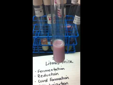 Litmus Milk
