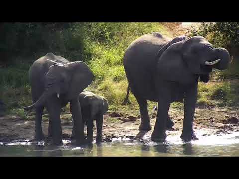 Djuma: Elephants with small ones - 09:11 - 05/23/20