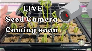 “LIVE Tower Tour + Surprise Bloom & Big Idea Reveal! 💡 Watch Seeds Become Seedlings!” #towergarden