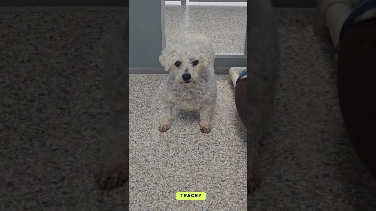 Enlarge Tracey (AP26-67), a Adoptable Bichon Frise in Peyton, CO video 6/6
