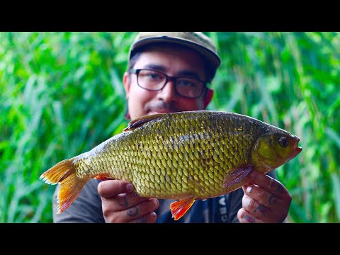 RUDD FISHING - 3lb specimen Rudd